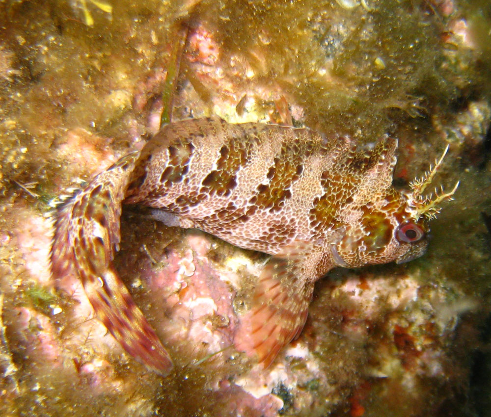 Parablennius gattorugine